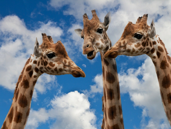 Eignungsdiagnostik verstehen: Drei Giraffen unterhalten sich in großer höhe, aber verstehen sie sich?